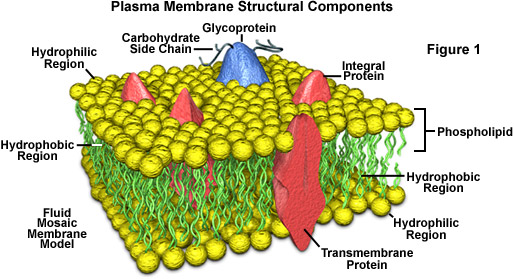 diagram of cell. Cell+membrane+structure+